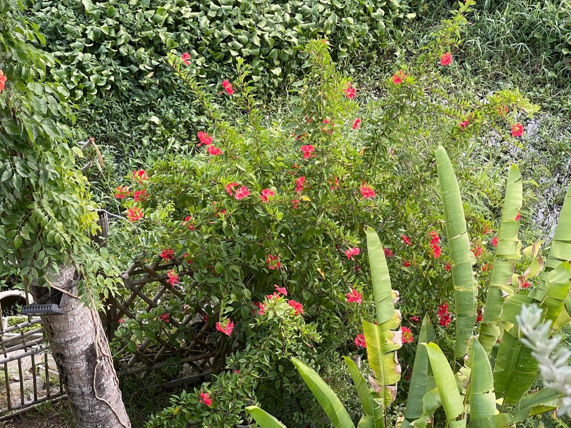 Villa Hoi An Ti Hon House Esterno foto